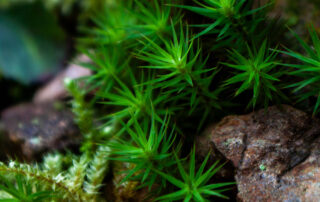 Curious set of epinous vegetation growing on a dead stump