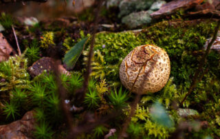 round mushroom sitting on moss
