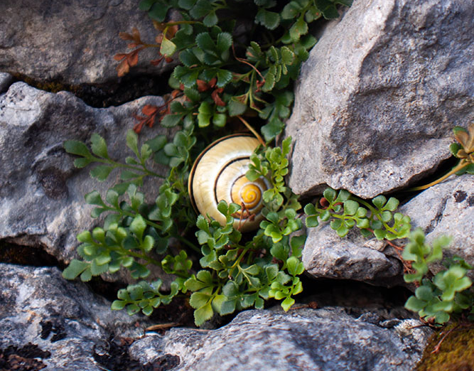 Snail tucked in leafbed with rocks around