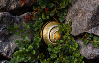 Snail tucked in leafbed with rocks around