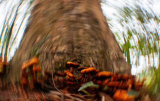 zoomed-in effect of mushroom at the foot of a tree