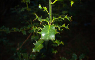 vertical twig of holly-like pointy leaves