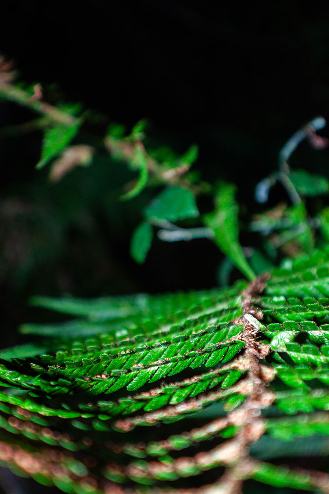 A fern twig tilting its end in an elegant way