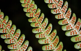 downside view of red spots of a group of ferns