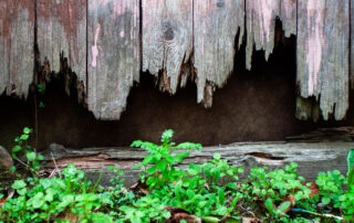 broken woodp`lans meeting with plants at the bottom