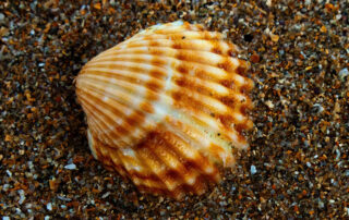 single seashell seating on the sand