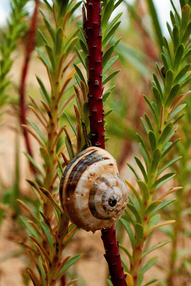 a snail located on a beach twig