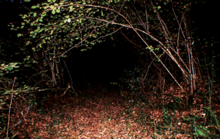 slightly sinister opening on a forest path